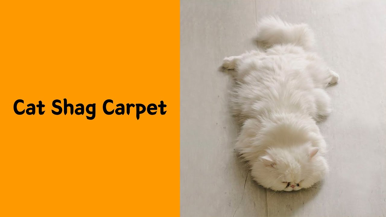 50 Of The Fluffiest Cats In The World That Will Brighten Up Your Day - Cute cat