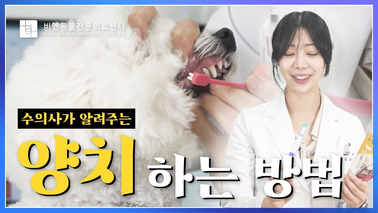 수의사가 알려주는 강아지,고양이 양치하는 방법! 칫솔 선택과 칫솔을 싫어하는 반려동물 이빨 닦는 방법 반려동물 양치의 모든 것 [📖비엔반려동물상식]