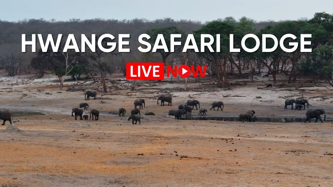 Hwange Safari Lodge - Zimbabwe | Live Wildlife Stream