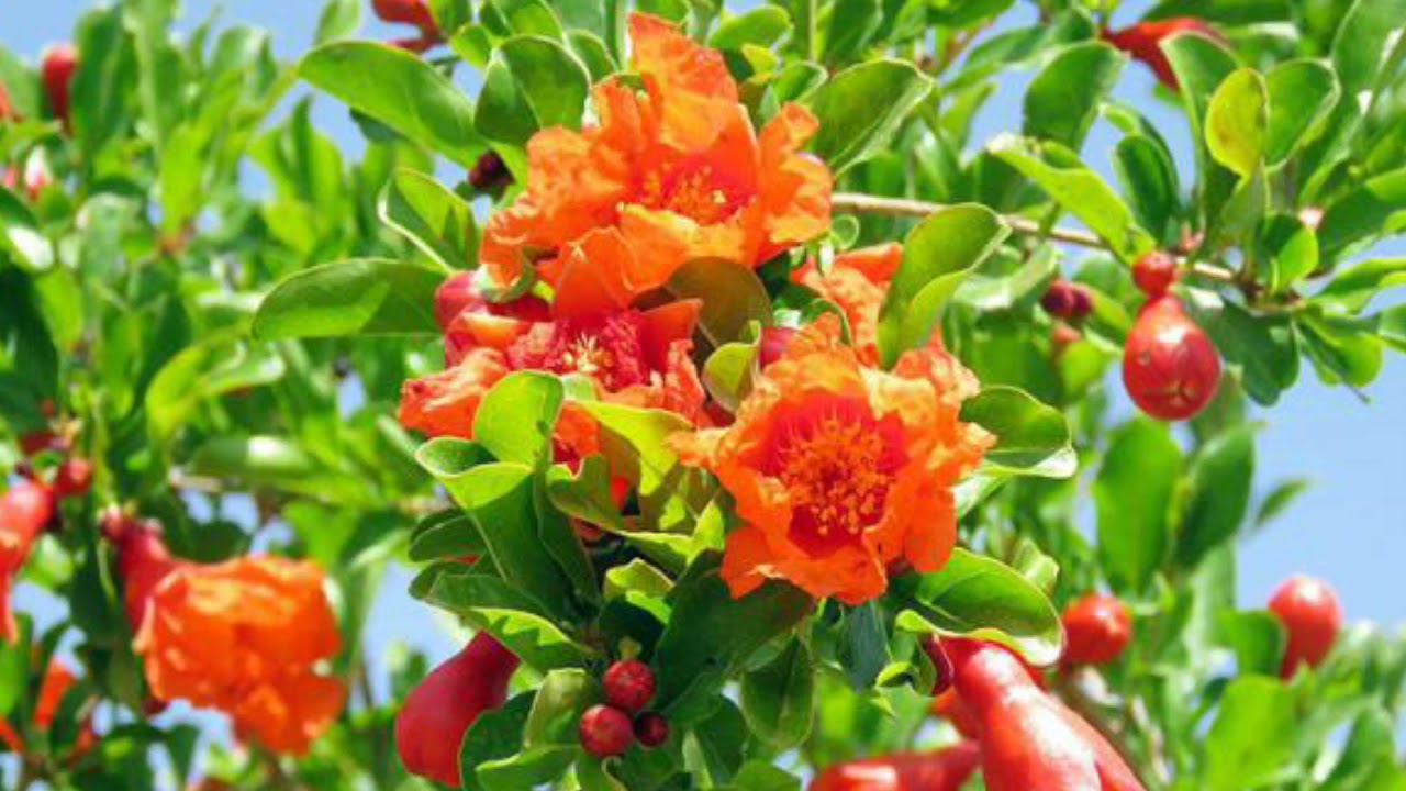 هوره  مرحوم ئه ولعزیز حیدری