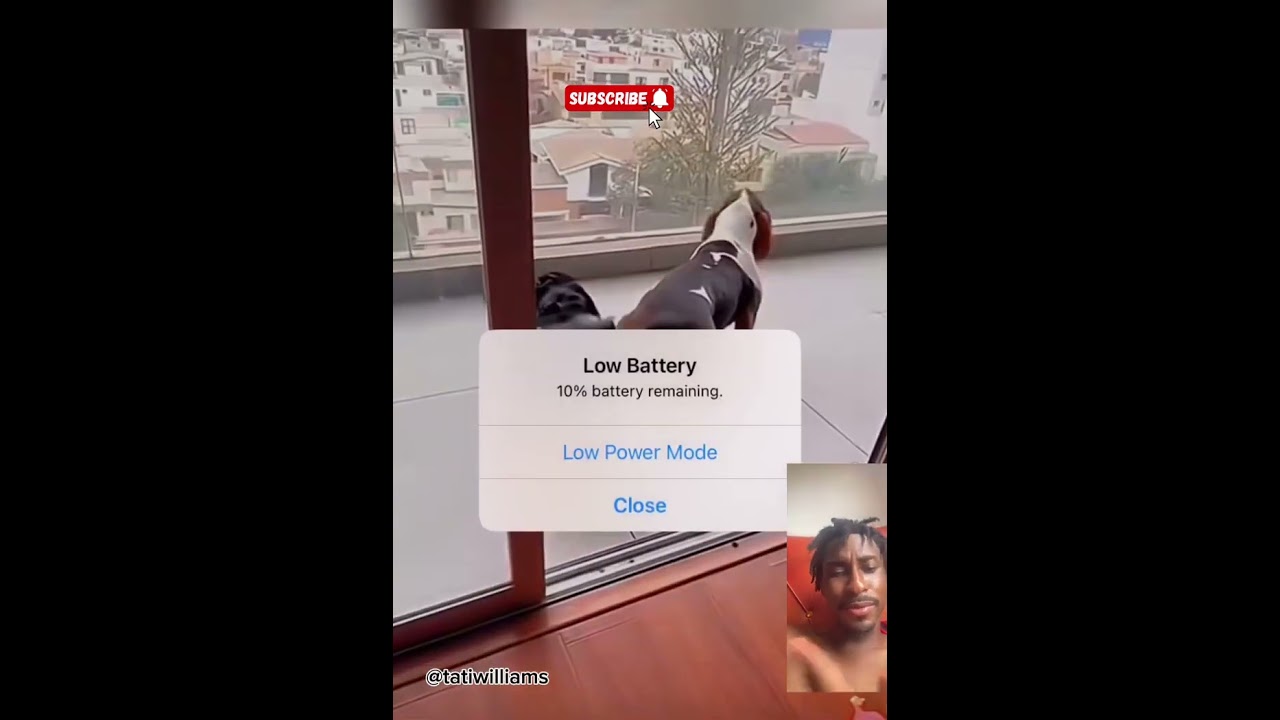 Best pet videos😂😂😂