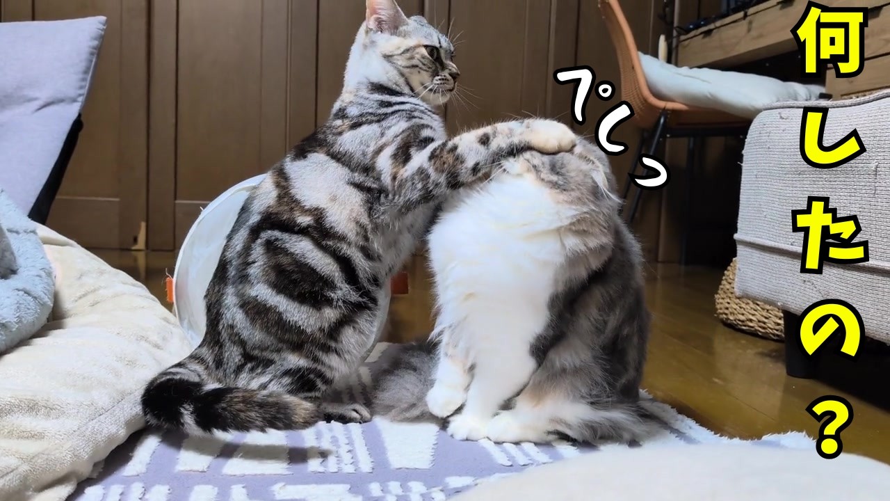 朝からバッキバキでパイセン猫に怒られた子猫