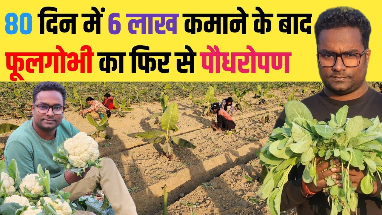 After Earning 6 lakh in 80 days Cauliflower Plantation Restart 6 लाख कमाने के बाद फिर पौधरोपण 🤗