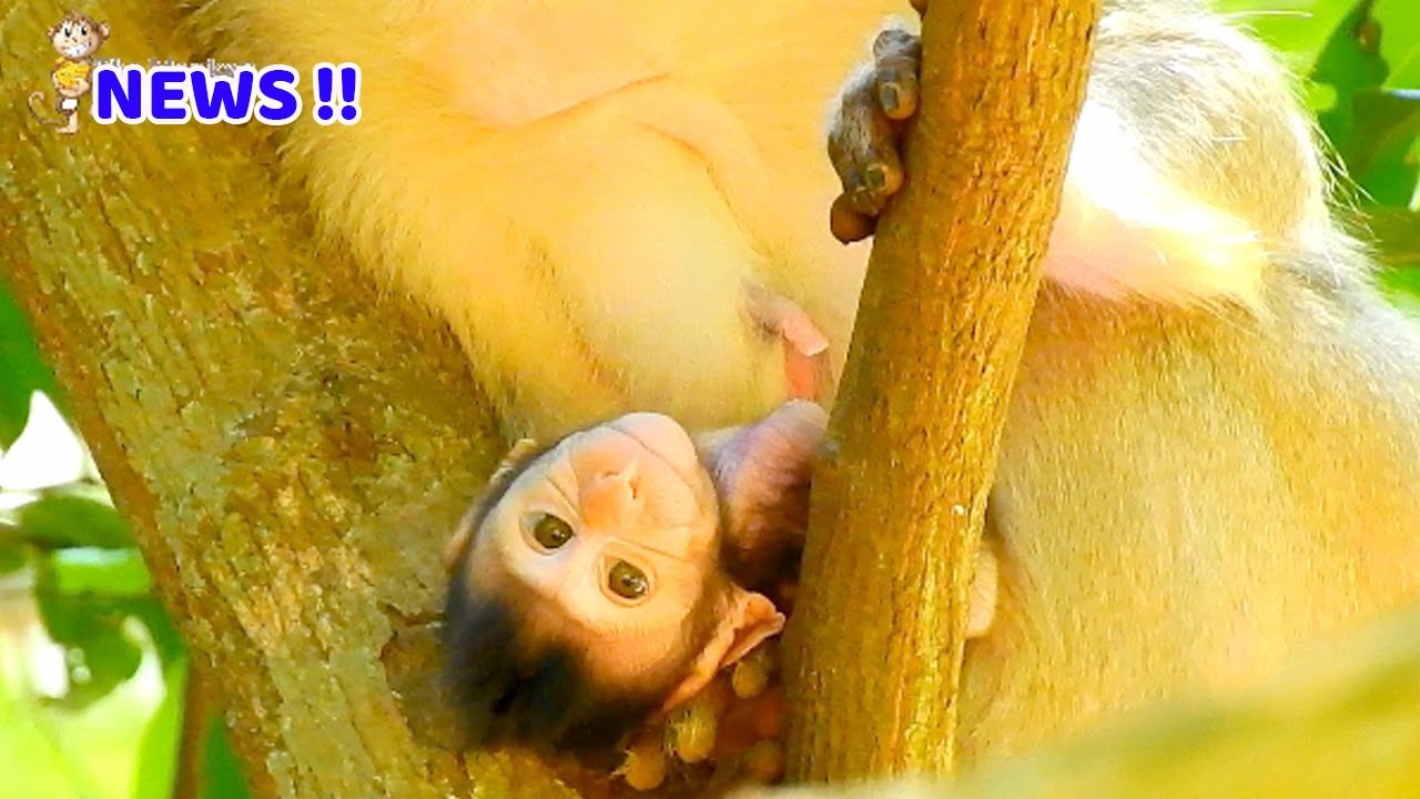 WOW How cute baby Cinn laying like this on tree, Cute adorable baby Cinn look so fresh now