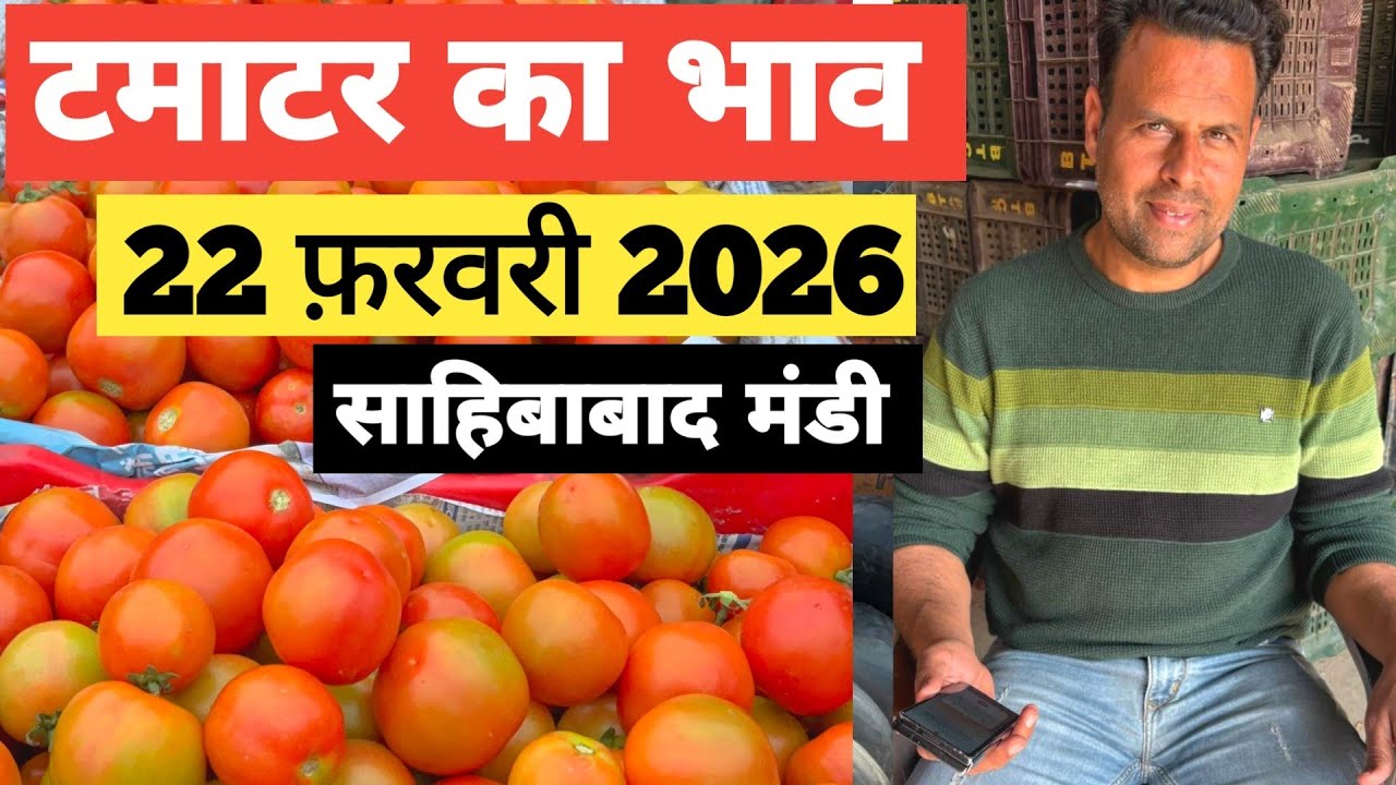 22 February 2026 🍅टमाटर का भाव साहिबाबाद मंडी |Today tomato rates in sahibabad mandi delhi NCR 