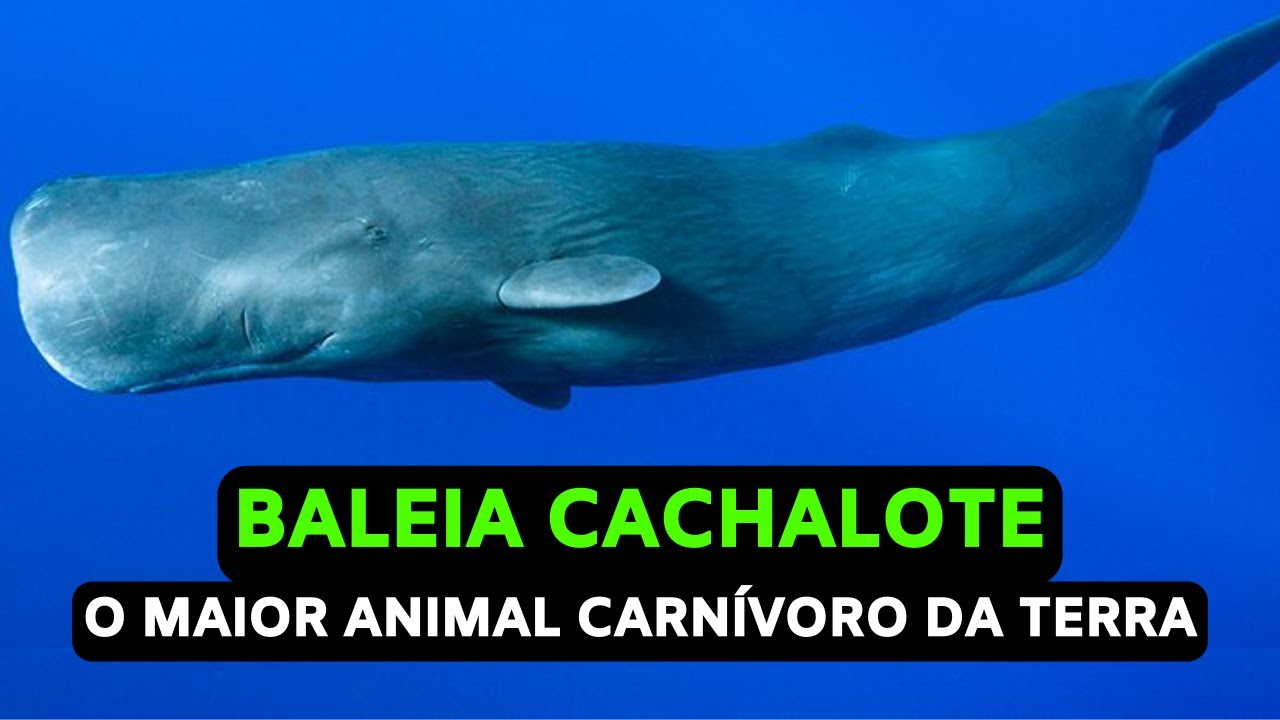 Baleia Cachalote - O Maior Animal Carn&iacute;voro da Terra
