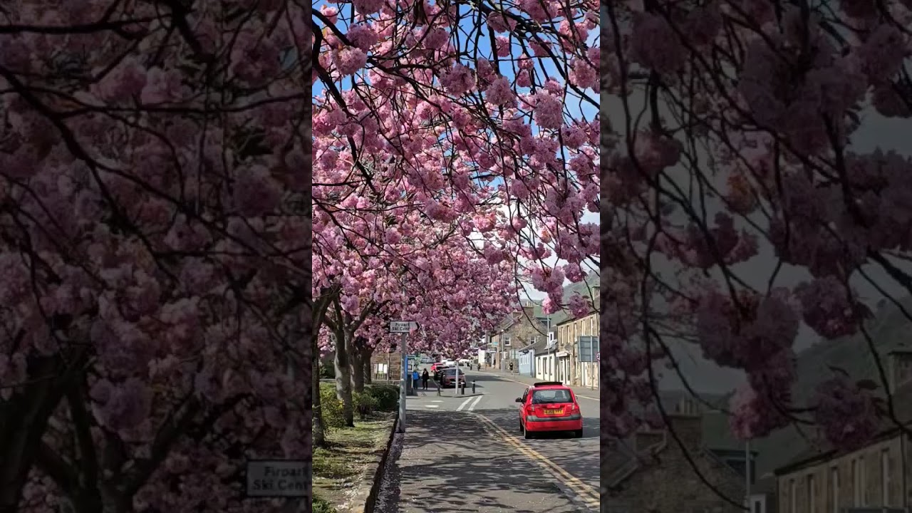 Blossom Tillicoultry High Street | Clackmannanshire Short #8