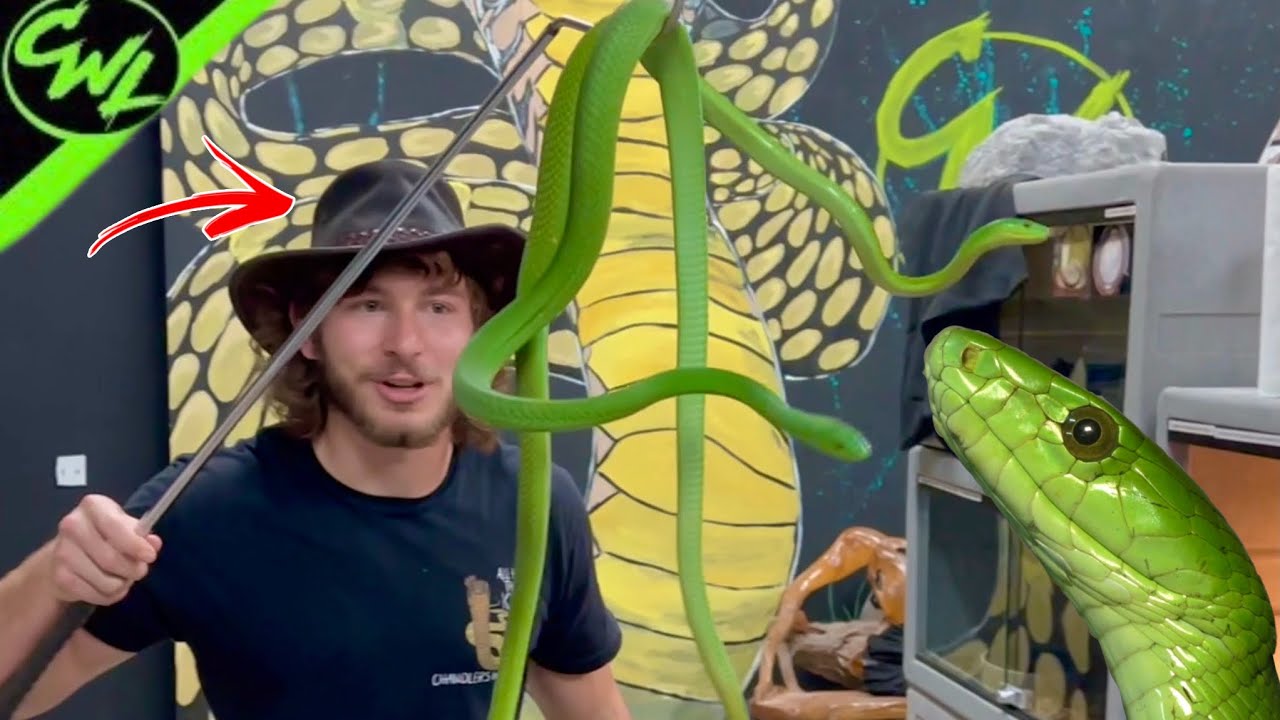 2 MAMBAS Straight outta AFRICA!