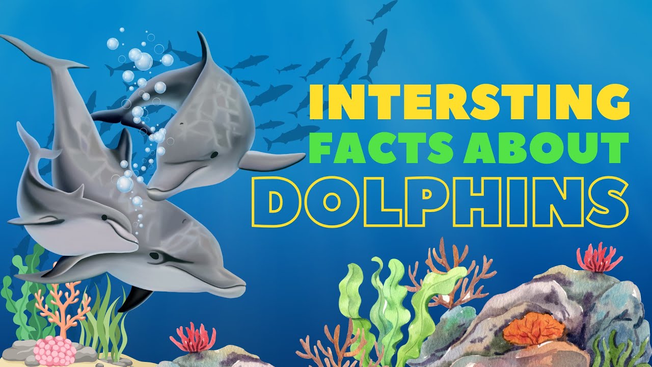 Why Dolphins Are More Intelligent Than Most Animals | Amazing Facts