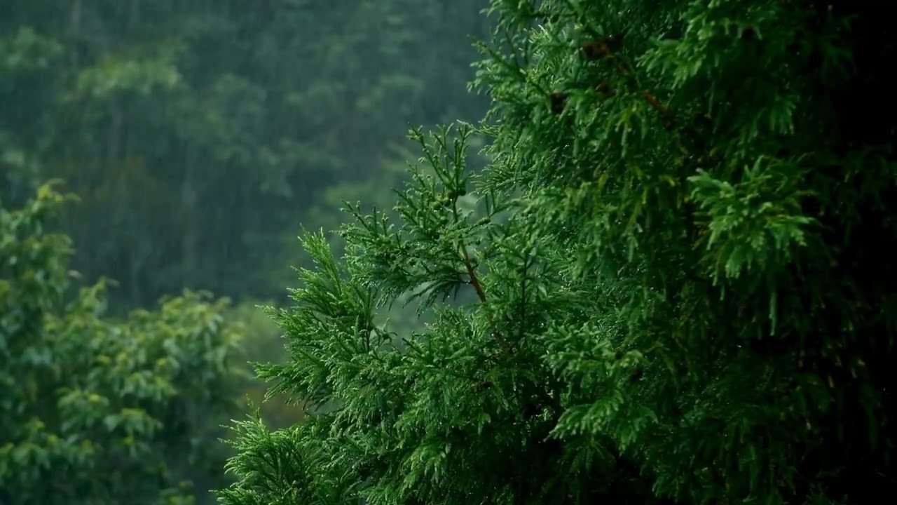 Thunderstorm Sounds for Deep Sleep ⛈️ Cozy Rain & Thunder Ambience