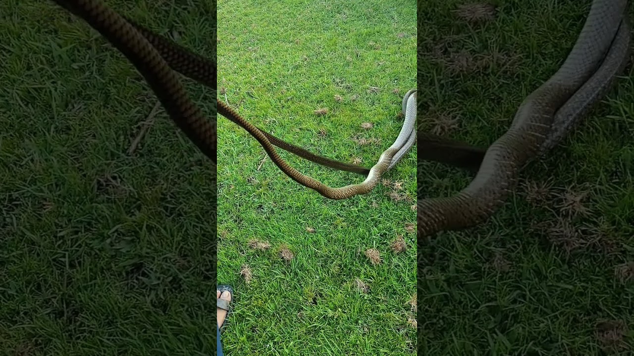 snake video national geographic ||ऐसी तेज रफ़्तार दी है कुदरत ने | |👉🐍😱
