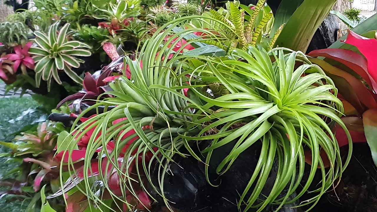 Decorate Bromeliads and Tillandsias trees in the campus of Bien Dong Seafood Company