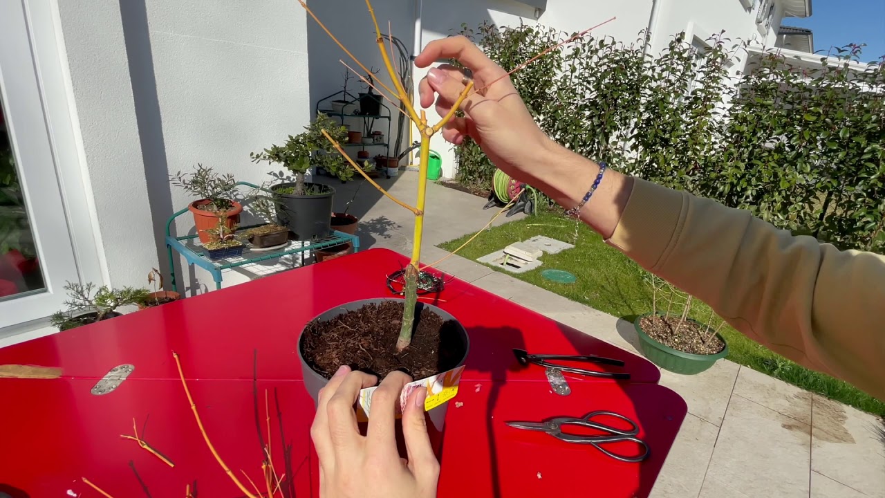 POTATURA ACERO PALMATO PREBONSAI - Spring 2021