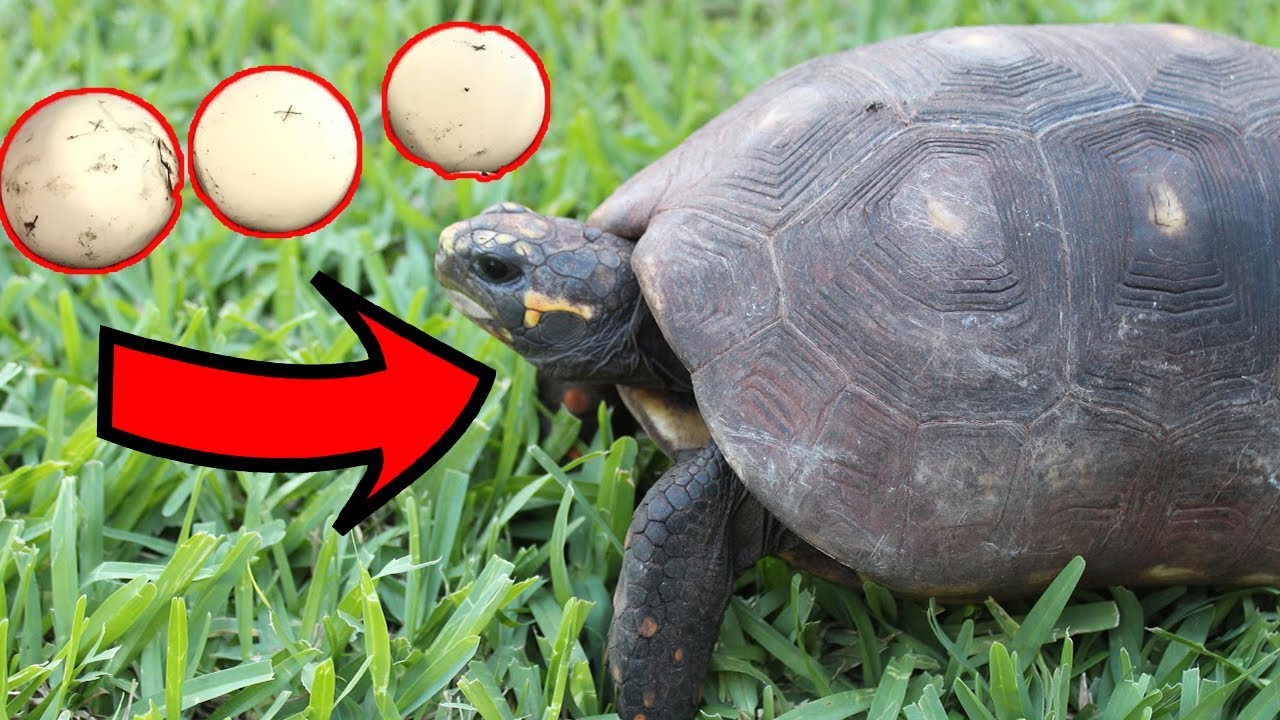 My Redfoot Tortoise Laid Eggs!! + How to Set Up eggs for incubation