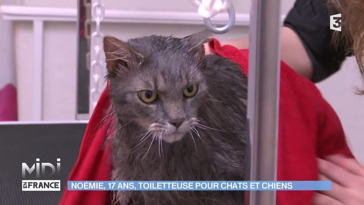 ANIMAUX & NATURE : Noémie, 17 ans, toiletteuse pour chats et chiens