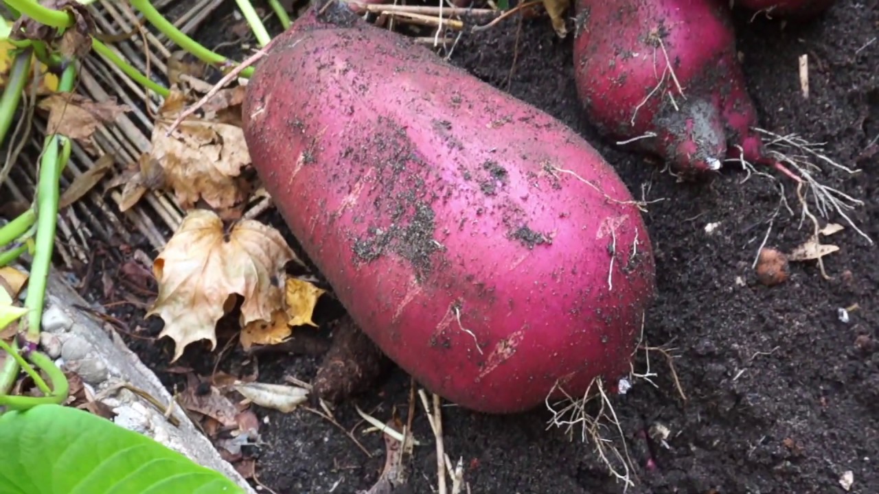 Sweet Potato Harvest / Süßkartoffel-Ernte 2019 I