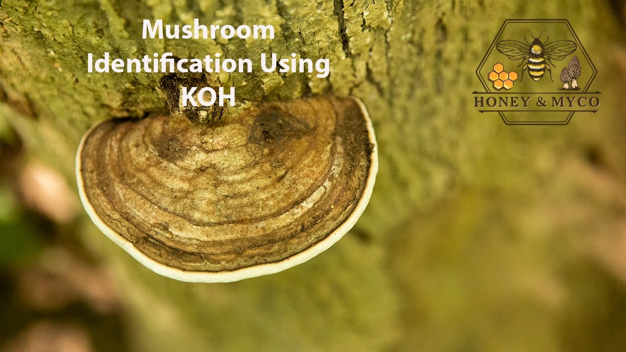 Wild mushroom identification