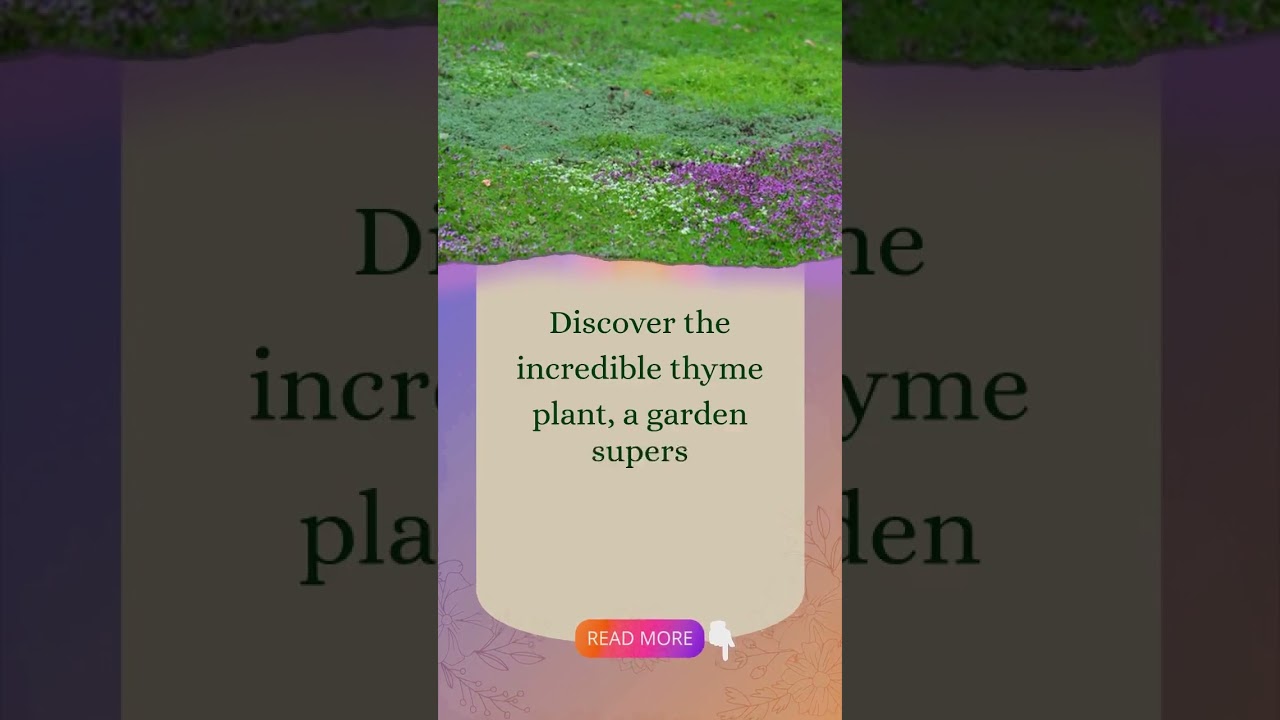 Thyme: The Resilient Garden Hero You Need