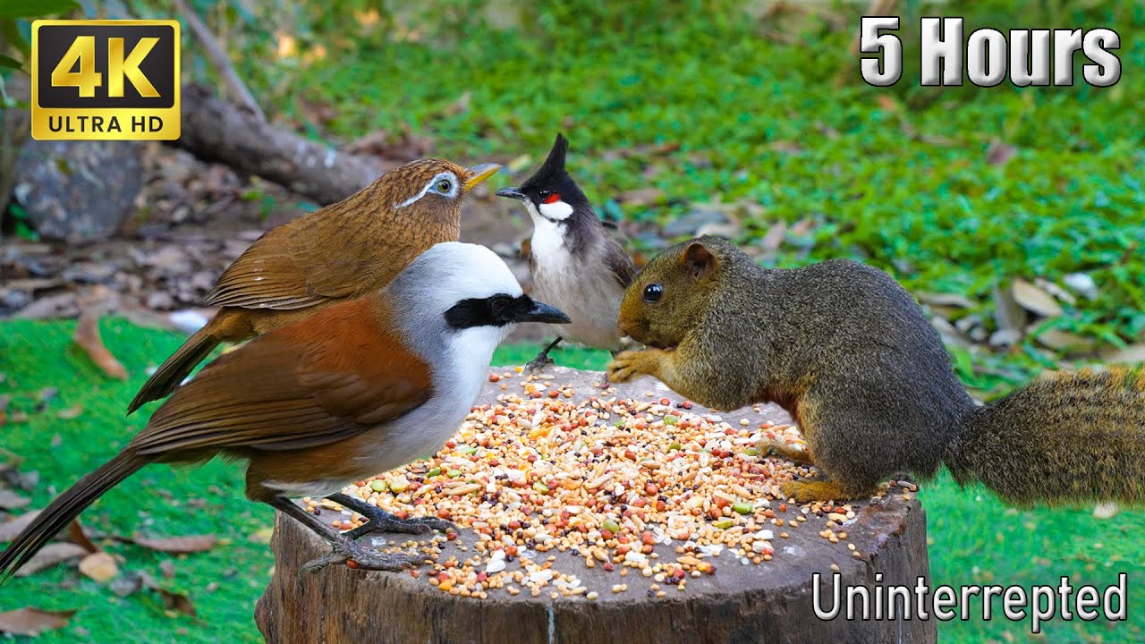 Cat TV for Cats to Watch 😺 6 Hours 🐦 Vibrant Summer Birds, Squirrels, and Chipmunks in the Forest