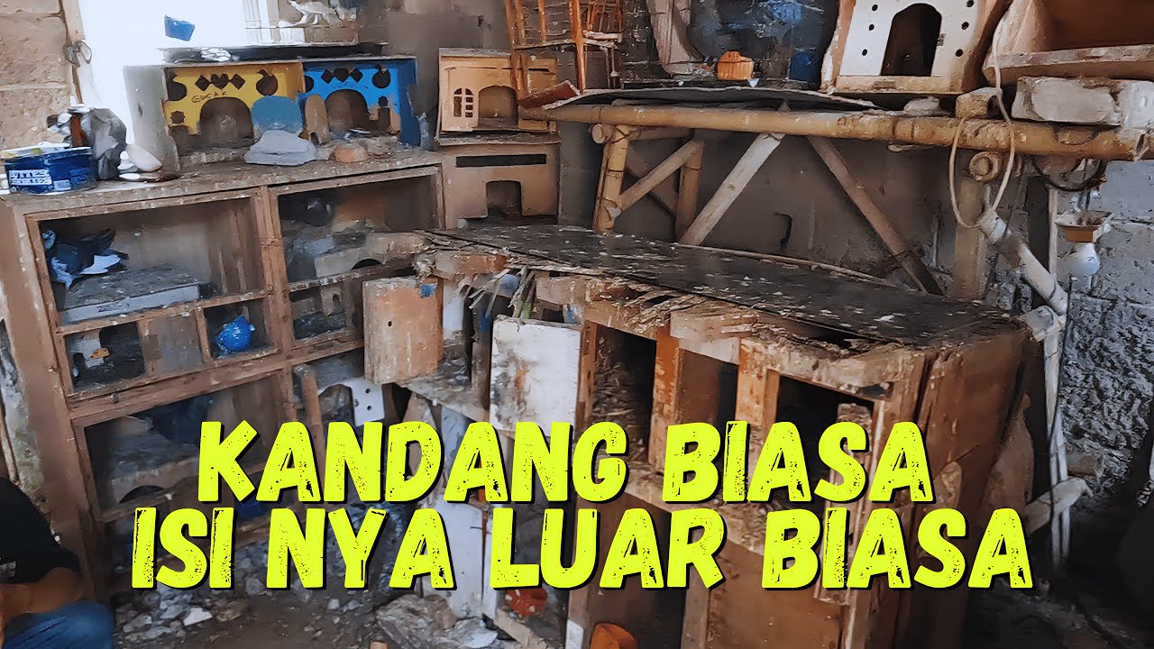 500 juta di Tolak ‼️Kandang Merpati Sederhana Isisnya Bikin Anda Tercengang