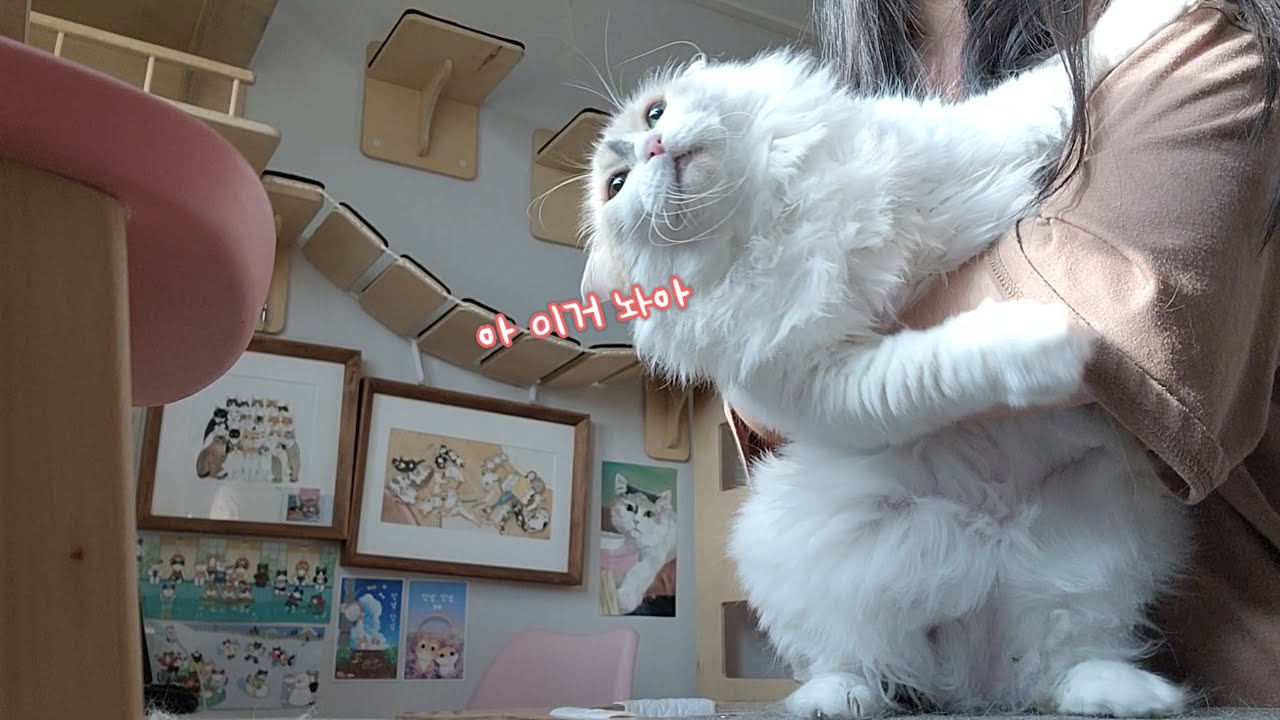 이건 다 밥을 위해서야, 인간이 좋아진 건 아니야...(골골)