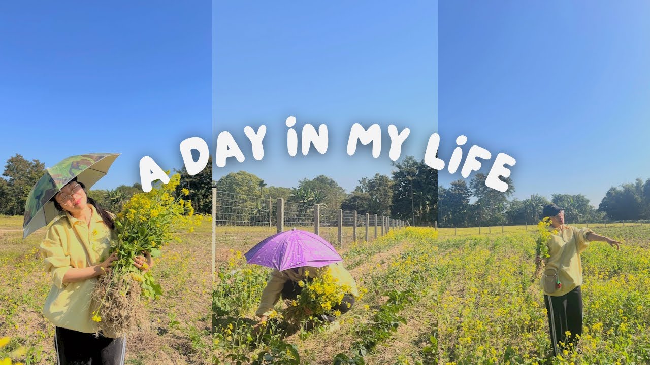 Where the earth turns gold | laipata |mustard| farming | arunachal |