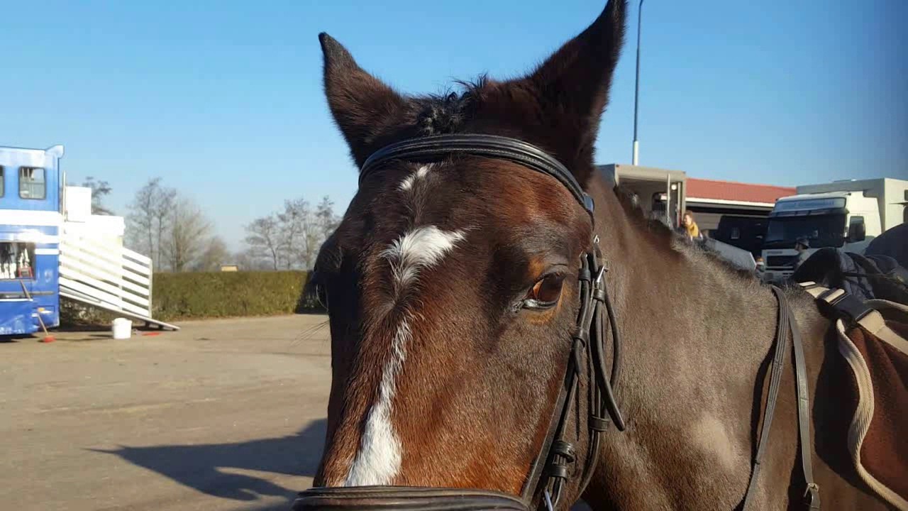 Vlog 2 de springcompetitie