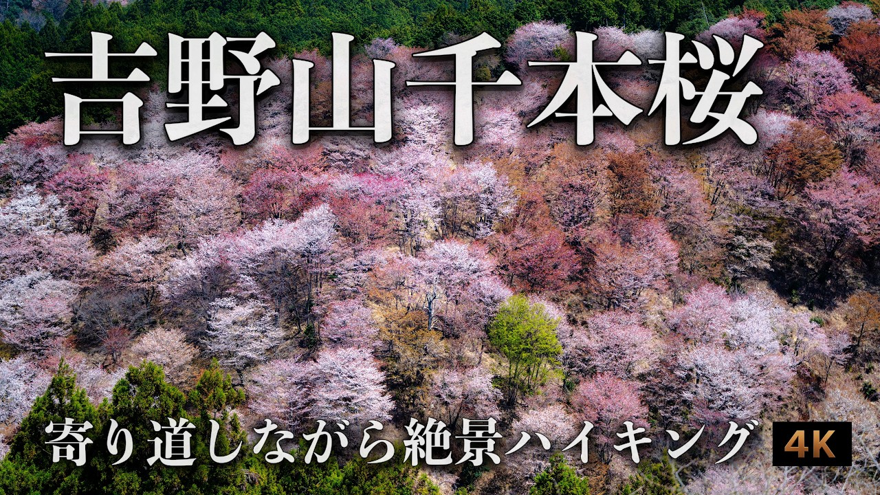 絶景の吉野山千本桜 から寄り道スポットまで｜歴史と出会う旅