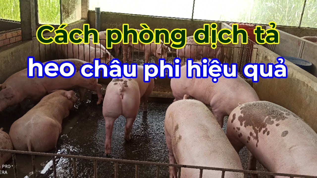 Cách phòng bệnh dịch tả heo châu phi hiệu quả ☎️0372225255