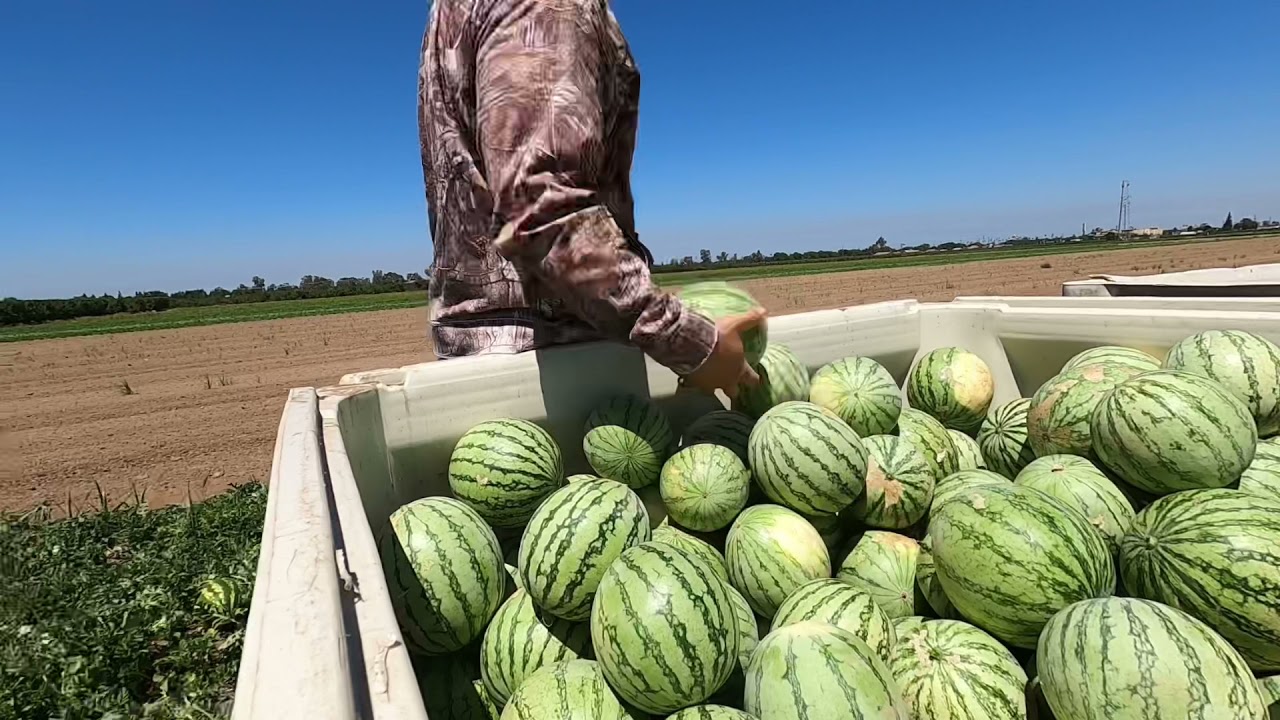 Getting ready for Farmers markets more watermelon harvest