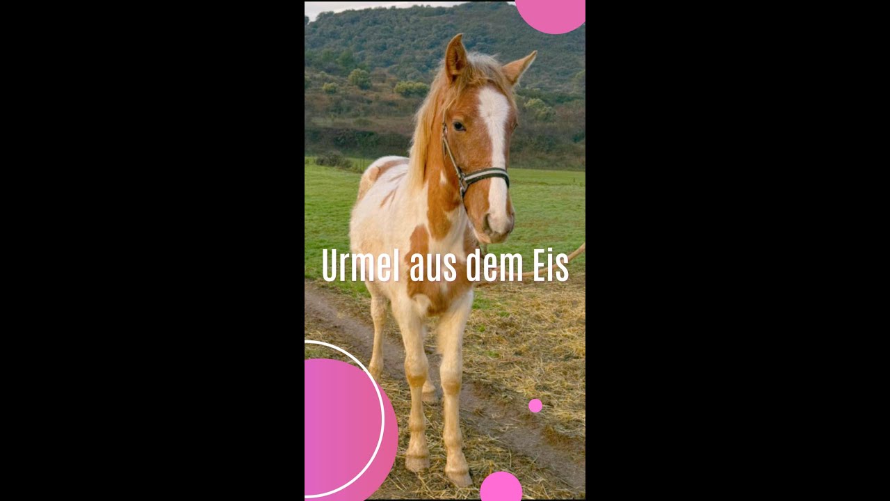 Urmel aus dem Eis - Ein Kumpel fürs Fips #fohlen #freunde #herde