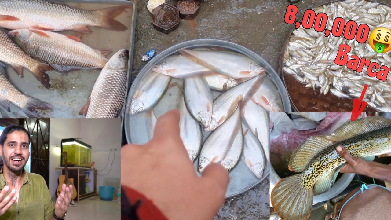 Search for the 'Million Dollar Fish in Assam'! | Brahmaputra Exclusive