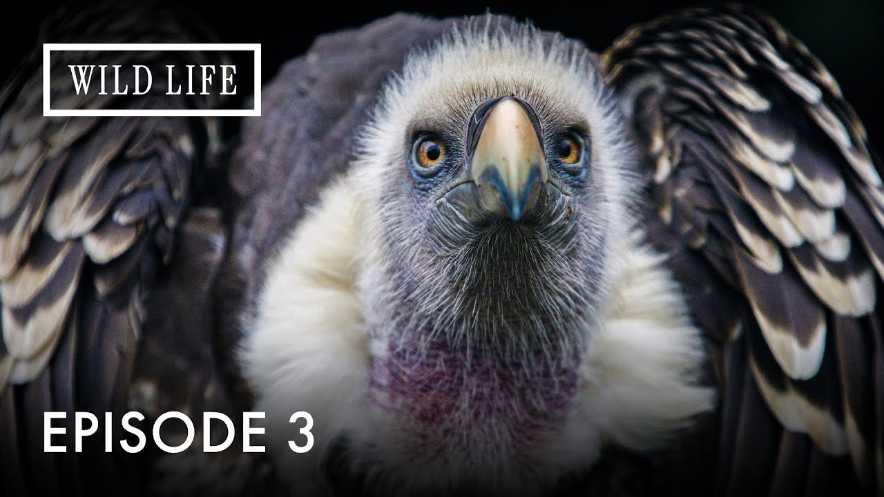 Kingdom Above the Clouds: Mongolia’s Mountain Wilderness| Destination Wild: Wild Mongolia| Episode 3