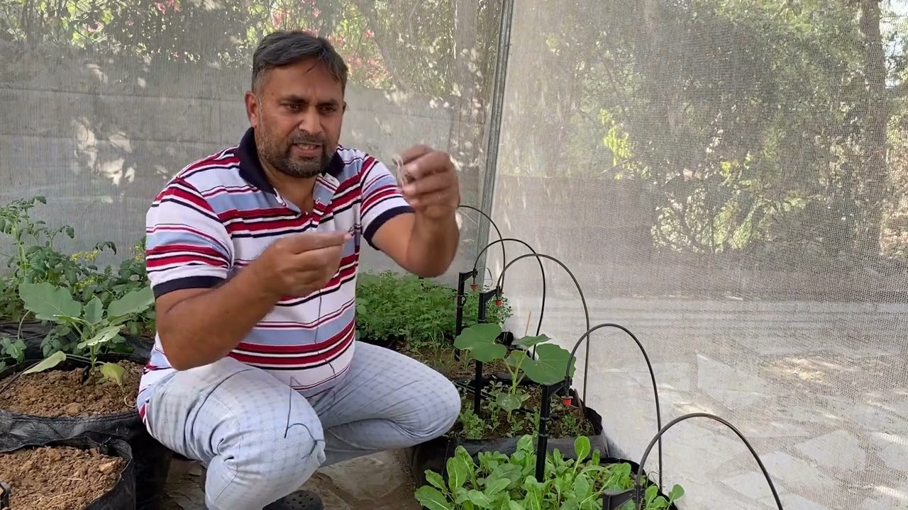 लौकी की बेल की छंटाई कैसे करें? // लौकी की छंटाई और देखभाल // लताओं में 3जी कटाई