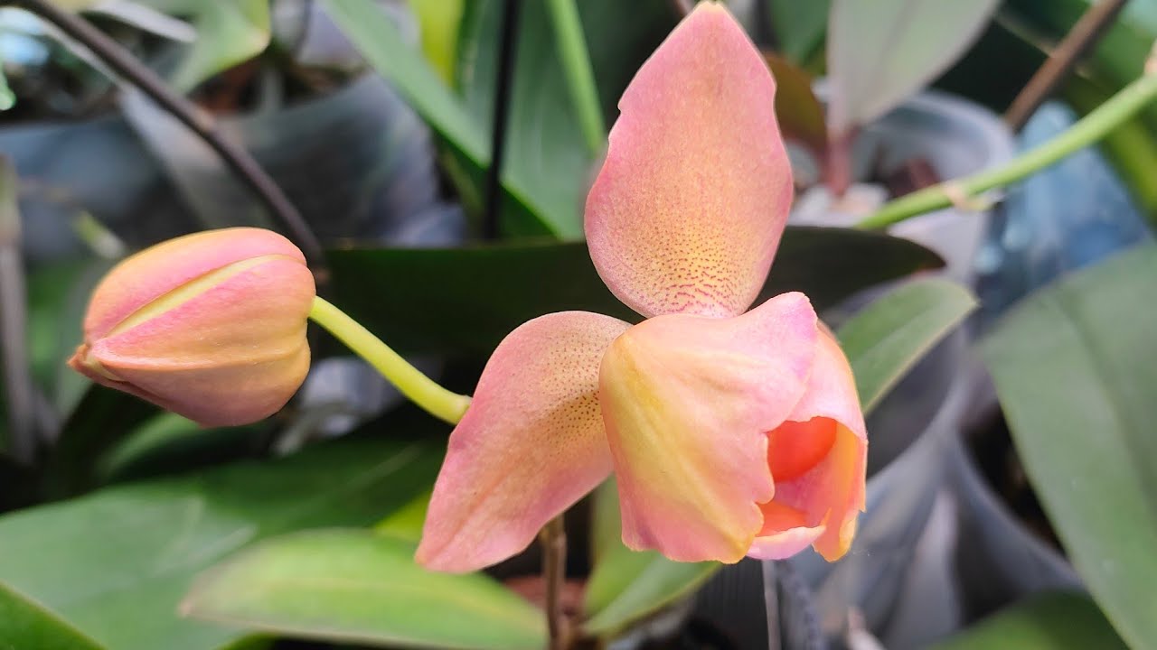 Phal. Miki Smoky Pink '475' 🩷 peloric 