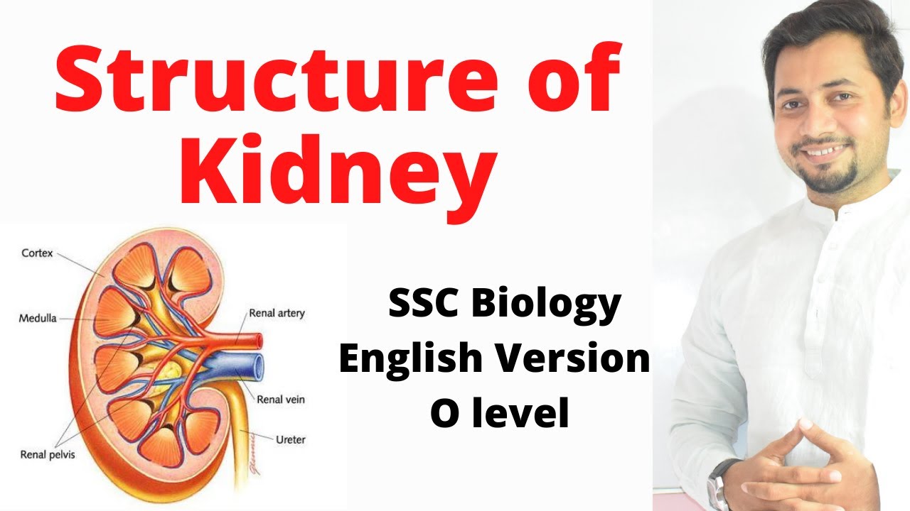 02. Structure of Kidney | Excretory System | SSC Biology | English Version | Fahad's Tutorial