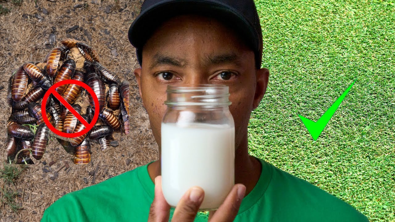 KILL Mosquitos, Roaches and other Bugs with NON-TOXIC Alternative