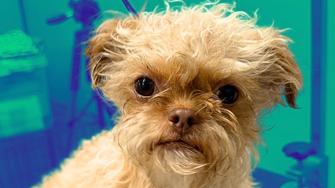 Scared Puppy Gets Amazing Grooming FOR FREE
