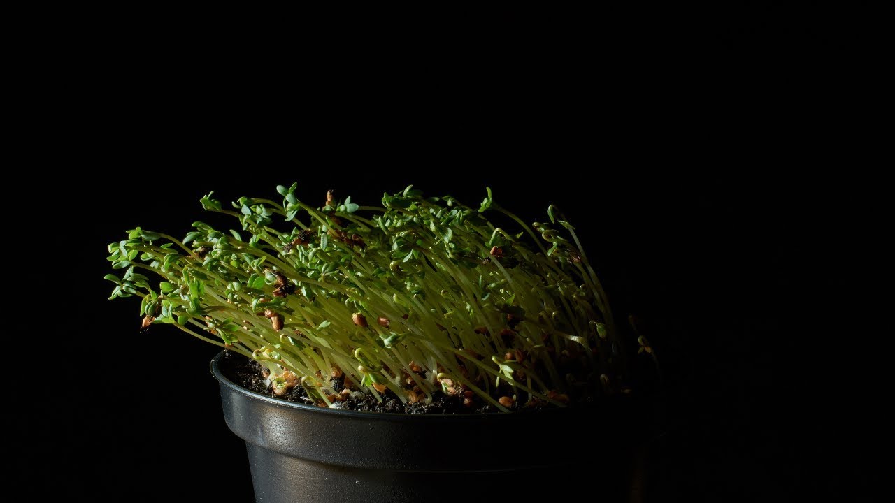 Positive Phototropism | Demonstration