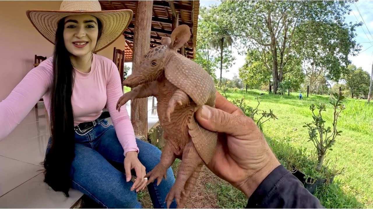 AGORA! VIDEO NOVO! ENCONTRAMOS UM TATU NA ROÇA 🍃😍