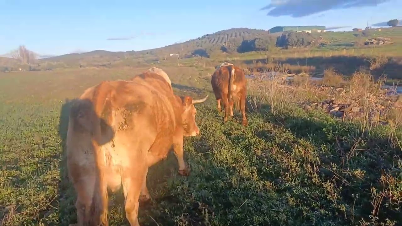 Buenos días 😁, Vamos a ver si llevamos estas vacas,que  ya les falta poco para parir,un saludo 🤠