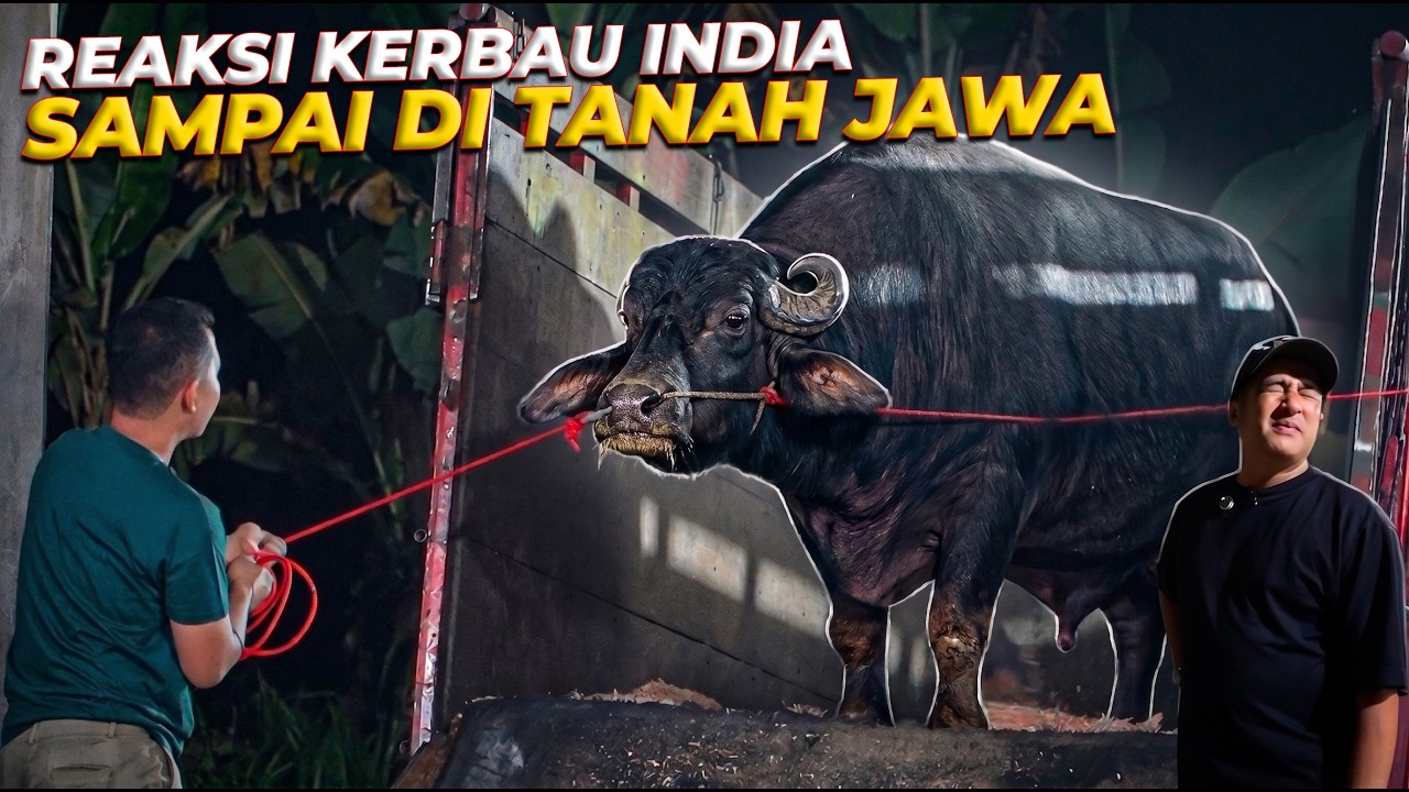 GW GAK BERHENTI KAGET, SAPI-SAPI DARI MARGO LEMBU BERUBAH JADI MONSTER SEMUA TERNYATA!