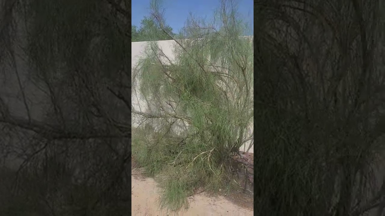 نبات الأرطى وكيفية تكثير القطاء النباتي بأبسط الوسائل المسأله تحتاج عزيمه وتوجه صحيح ومدروس