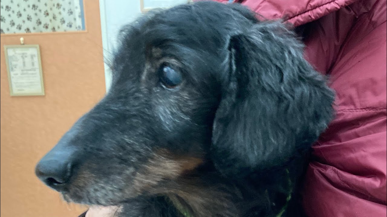 誕生日に痙攣発作😱朗犬きらくん19歳になりました！