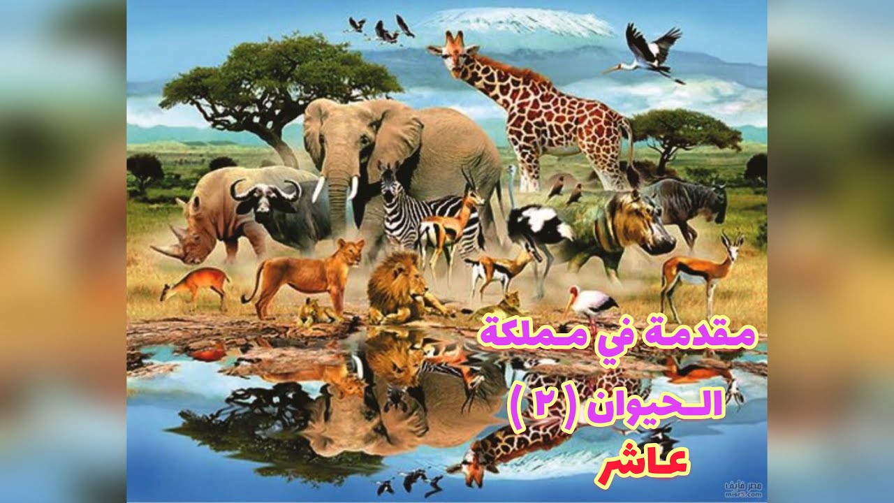 مقدمة مملكة -الحيوان -٢- عاشر