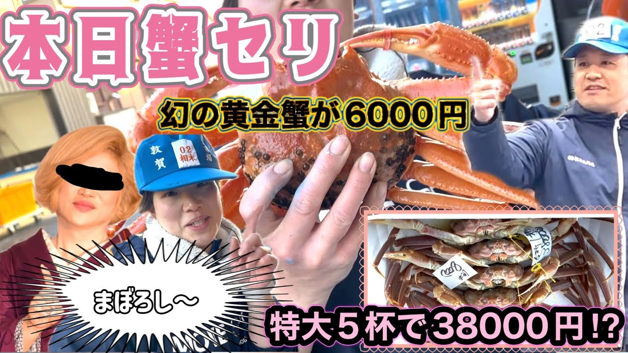 『まぼろし〜黄金蟹がたったの6000円！？特大越前かに5杯で38000円！時は来たんだよ』#激安  #魚屋　#相木魚問屋 #敦賀   8/2/21
