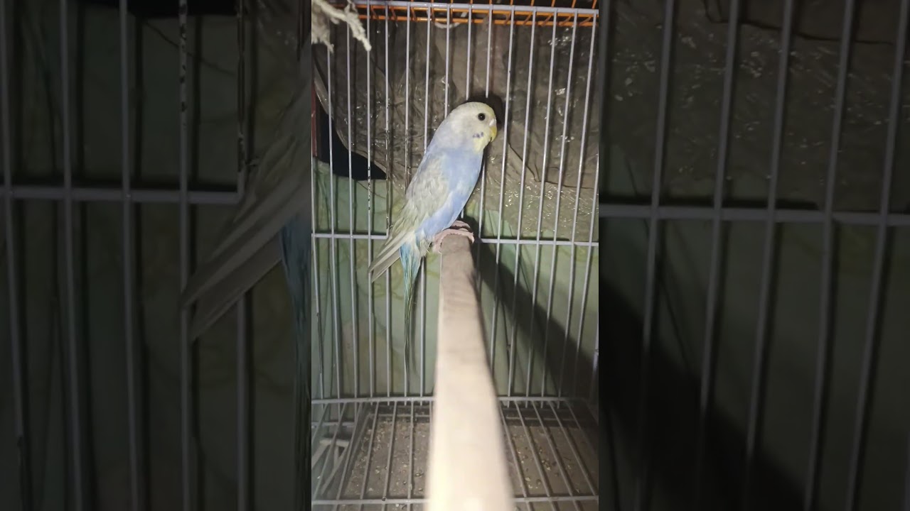 red voilet rainbow female new addition in setup. 