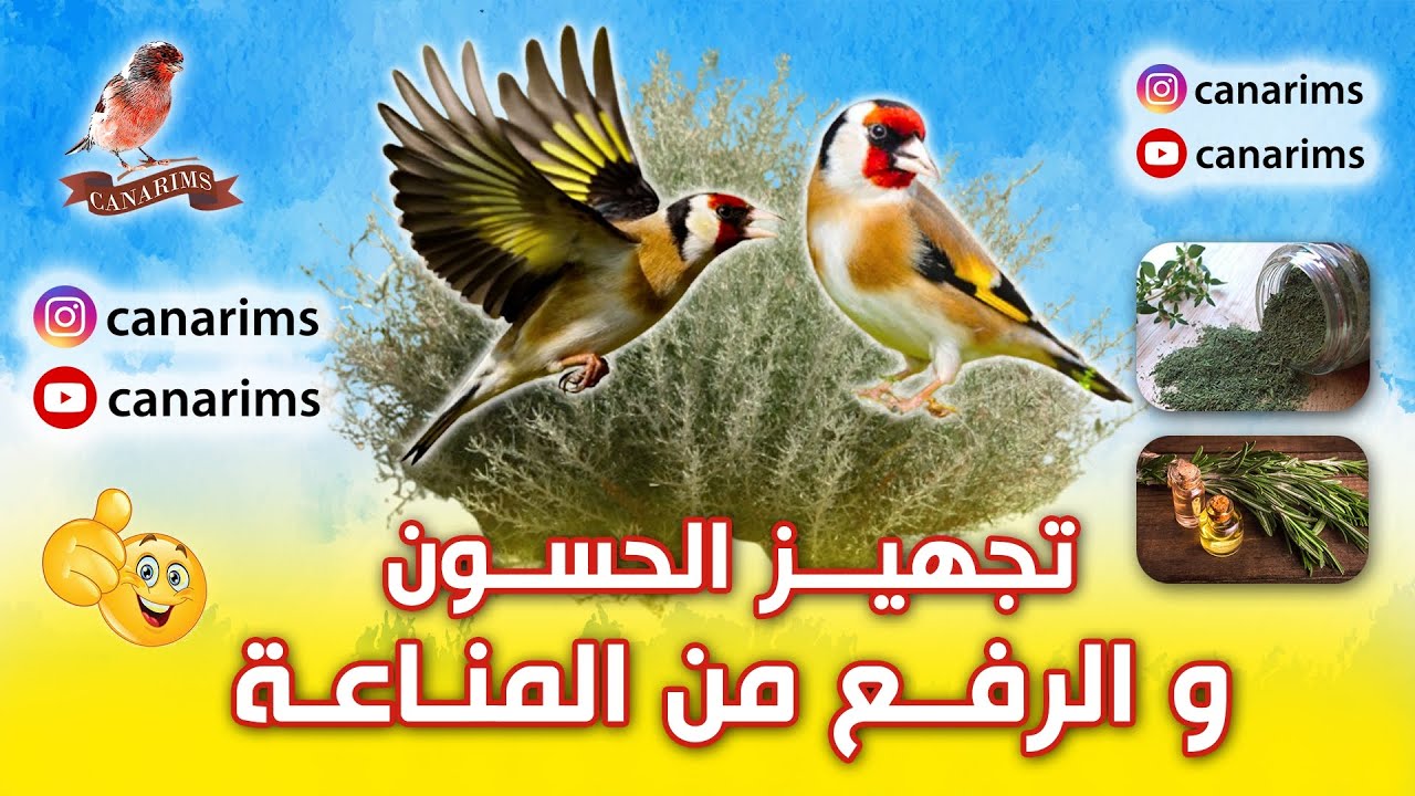 الحلقة الثانية من تجهيز الحسون و الرفع من المناعة في نفس الوقت بالمواد الطبيعية إنشاء الله 💯💯💯