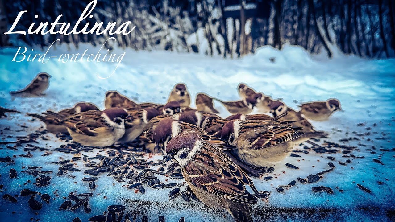 #birds #asmr #nature #birdwatching #wildlife #birdsounds #videoforcats #lintulinna