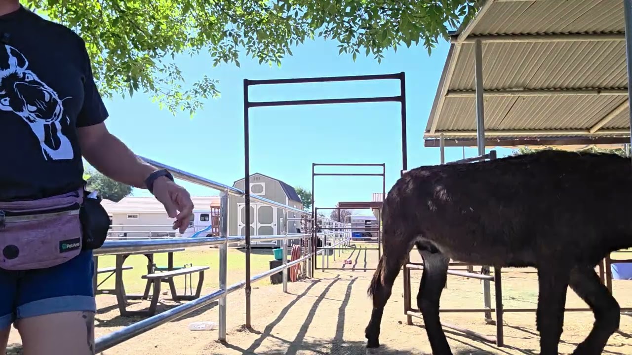 Teaching Teddy to follow a hand target, Day 2 